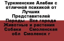 Туркменские Алабаи с отличной психикой от Лучших Представителей Породы - Все города Животные и растения » Собаки   . Смоленская обл.,Смоленск г.